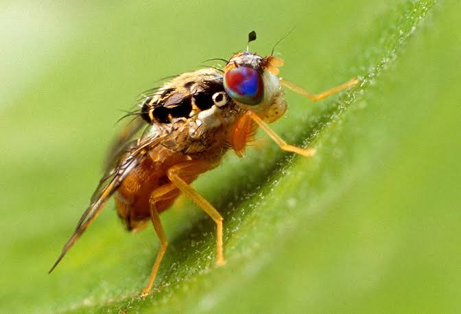 El Ministerio de Agricultura informa que la mosca del Mediterráneo ya está erradicada en el país